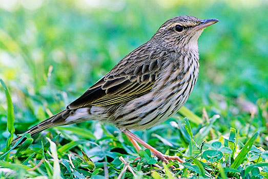 Striped Pipit